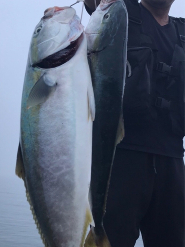 イナダの釣果