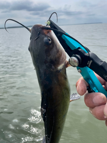 アメリカナマズの釣果