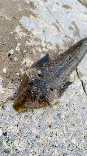 メゴチの釣果