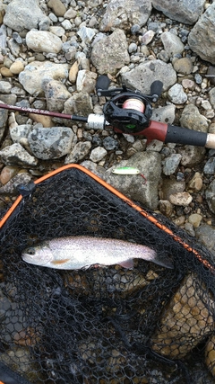 ニジマスの釣果