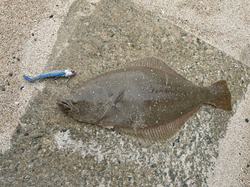 ヒラメの釣果