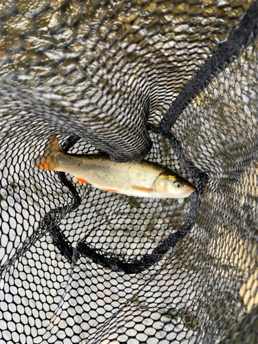 ウグイの釣果