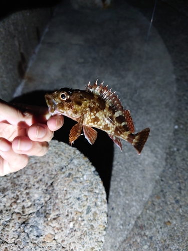 カサゴの釣果