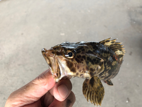 タケノコメバルの釣果