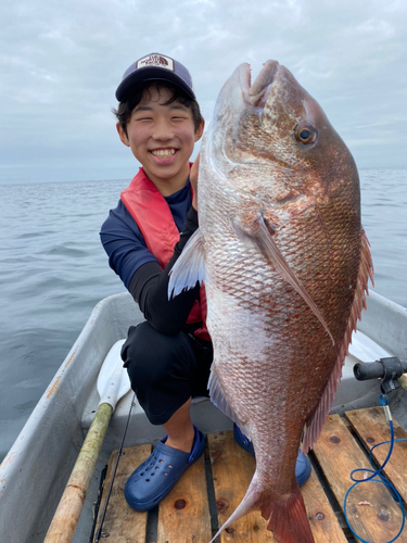 マダイの釣果