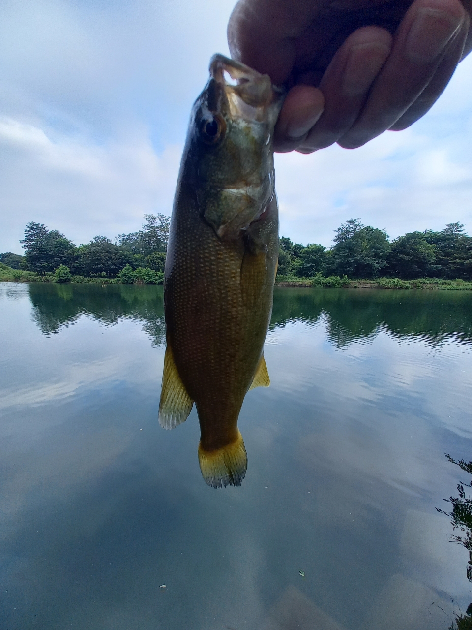 スモールマウスバス