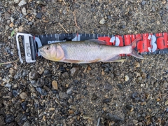 ハスの釣果