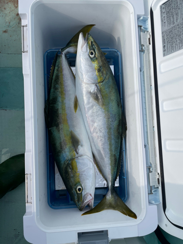 ハマチの釣果