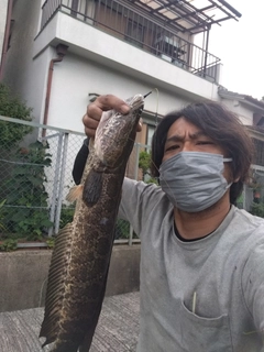 ライギョの釣果