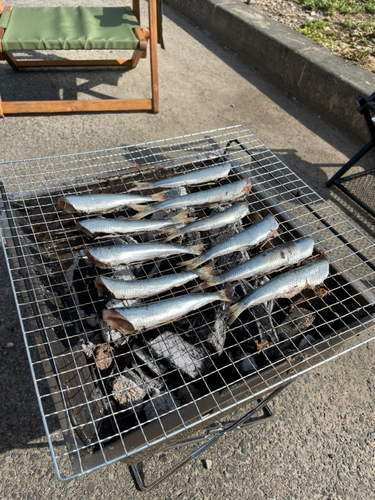 イワシの釣果