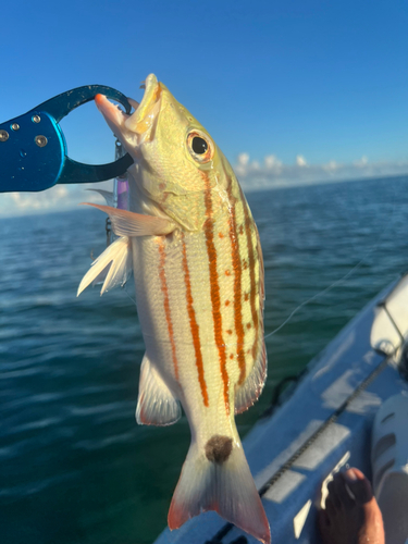 アミメフエダイの釣果