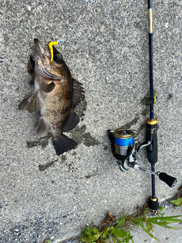 メバルの釣果