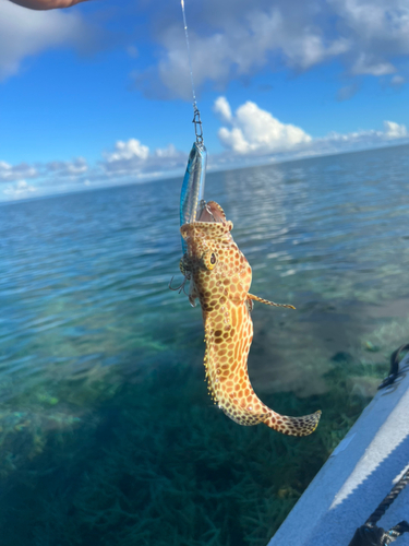 イシミーバイの釣果