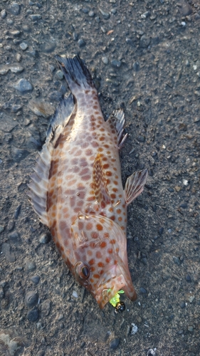 オオモンハタの釣果