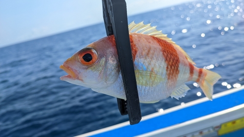 タマガシラの釣果