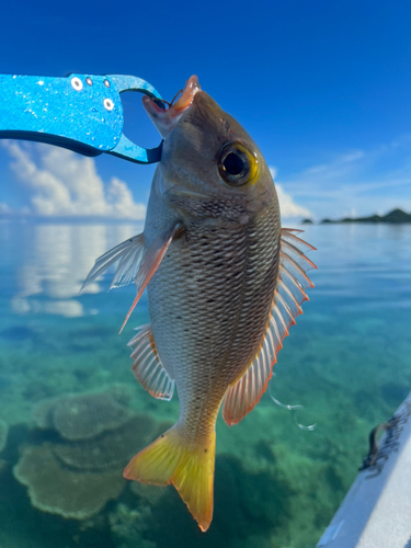 クチナジの釣果