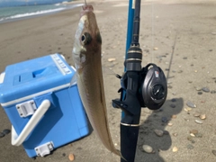 シロギスの釣果