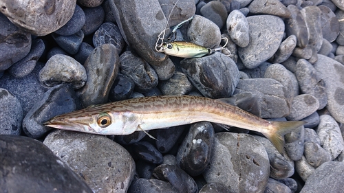 カマスの釣果