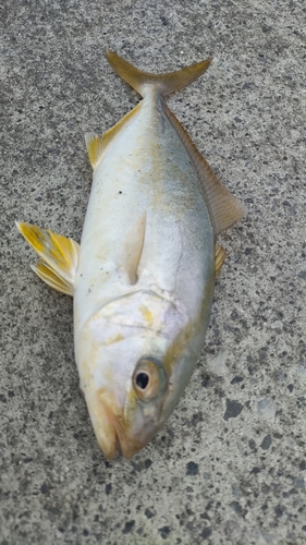 ショゴの釣果