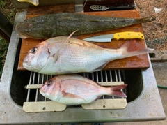 マダイの釣果
