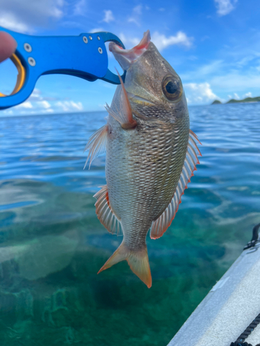 クチナジの釣果