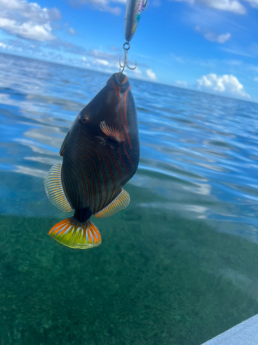 ムラサメモンガラの釣果