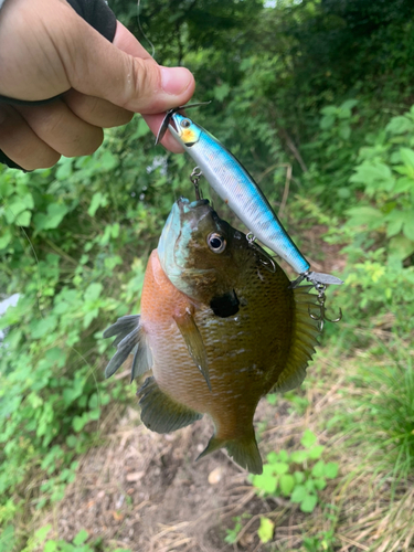 ラージマウスバスの釣果