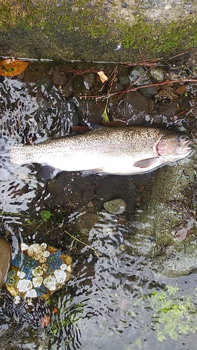 ニジマスの釣果