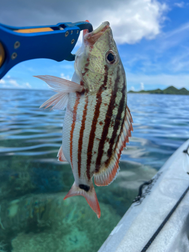 アミメフエダイの釣果