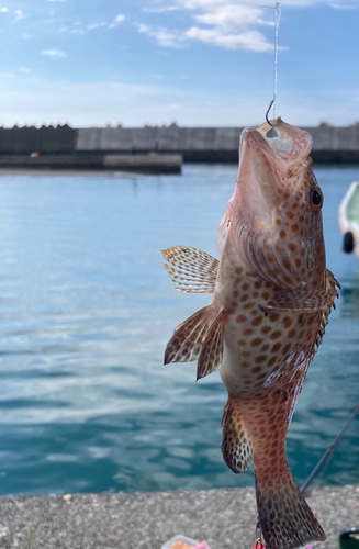 オオモンハタの釣果