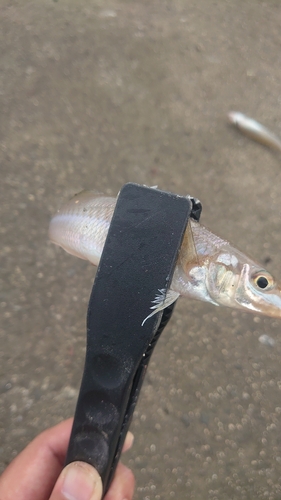 キスの釣果