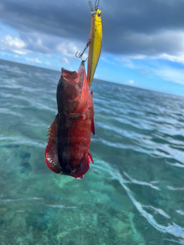 ニジハタの釣果