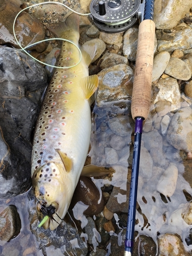 ブラウントラウトの釣果