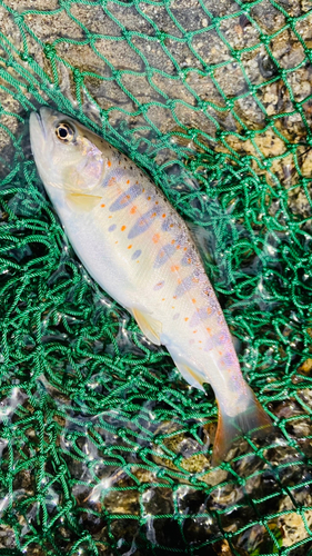 アマゴの釣果