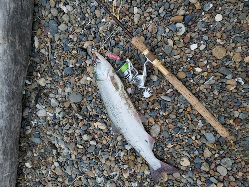 カラフトマスの釣果