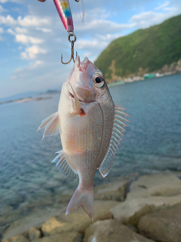 タイの釣果