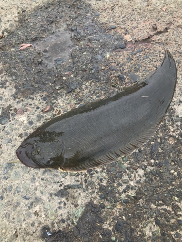 シタビラメの釣果