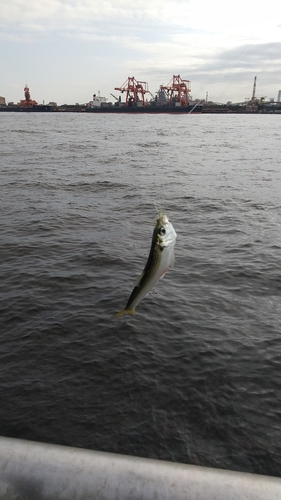 サッパの釣果