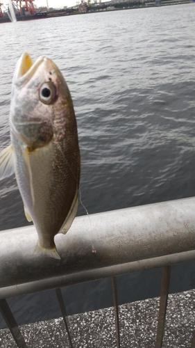 イシモチの釣果