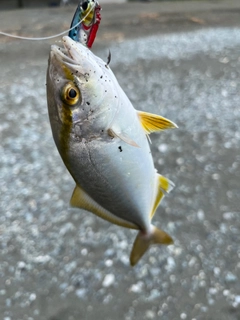 ショゴの釣果