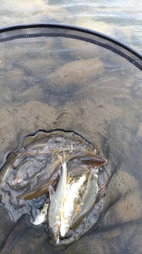 アユの釣果