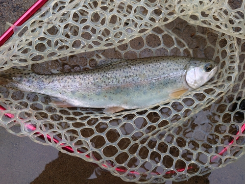 ニジマスの釣果