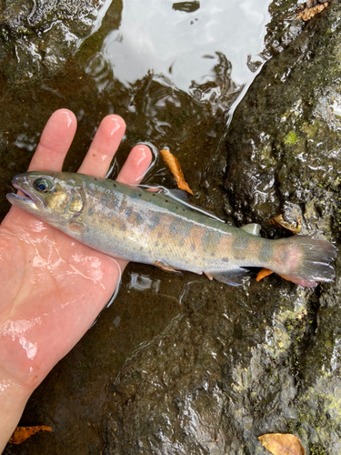 ヤマメの釣果