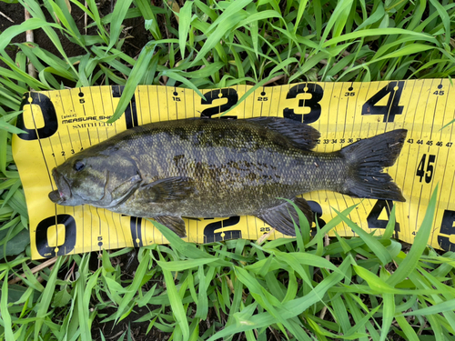 スモールマウスバスの釣果