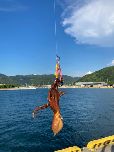 マダコの釣果