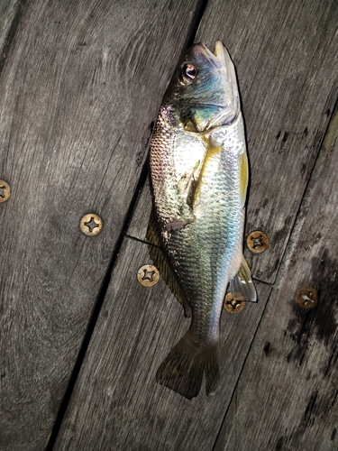 ニベの釣果