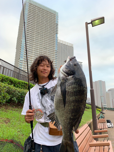 チヌの釣果