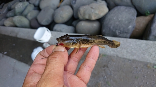 マハゼの釣果