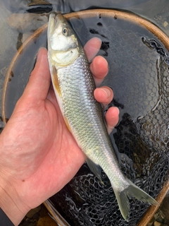 ハスの釣果