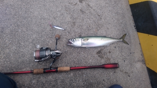 マサバの釣果